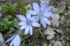 Hepatica nobilis